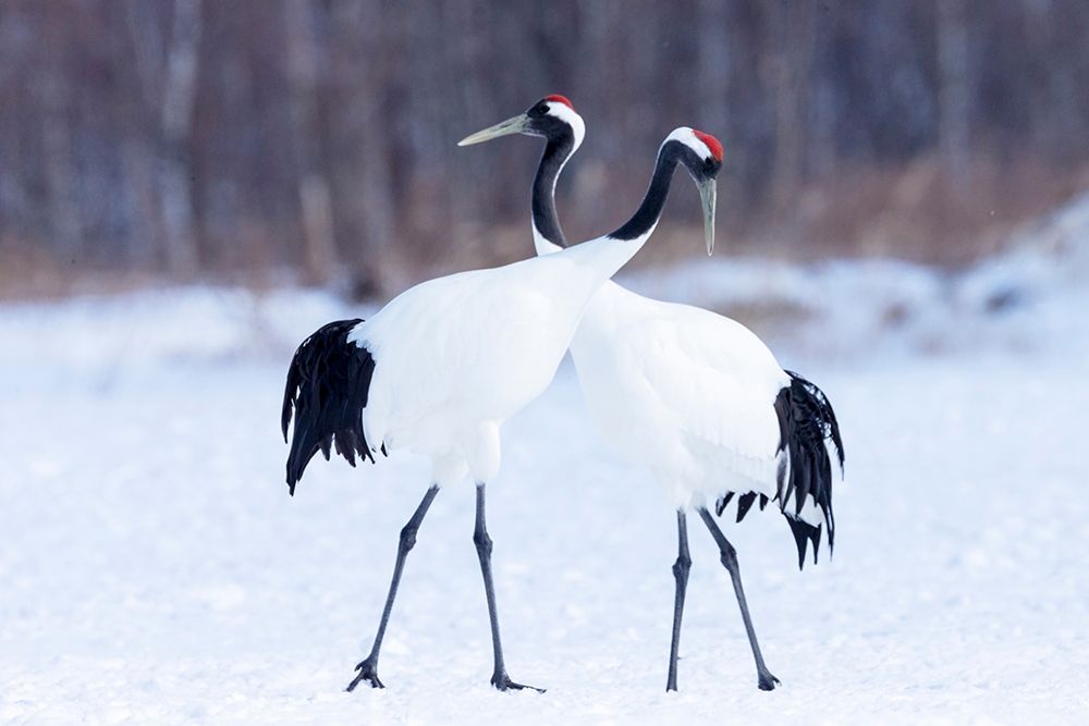 Japan-Hokkaido-Kushiro
